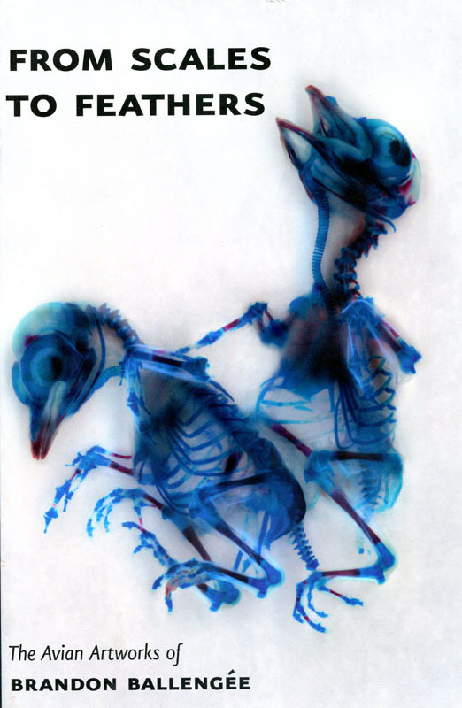 Ballengee From Scales To Feathers 2014